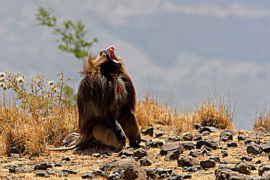 狒狒,成年,雄性,哈欠,展示,峡谷,埃塞俄比亚,非洲