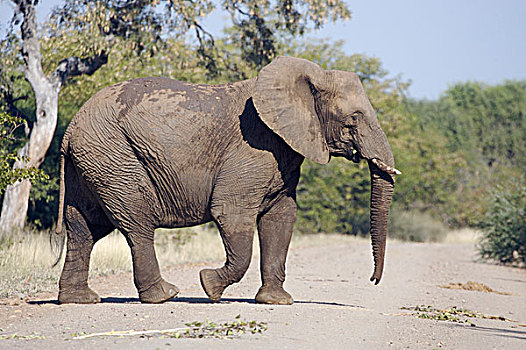 非洲,大象,成年,泥土,道路,克鲁格国家公园,南非