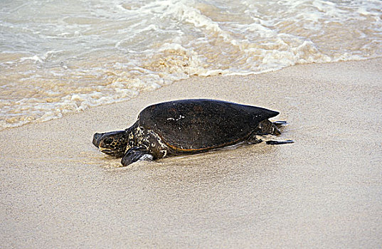 绿海龟,龟类,成年,海滩,马来西亚