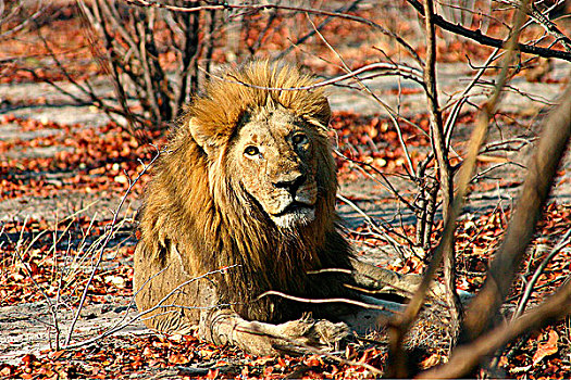 狮子,休息,树林,博茨瓦纳
