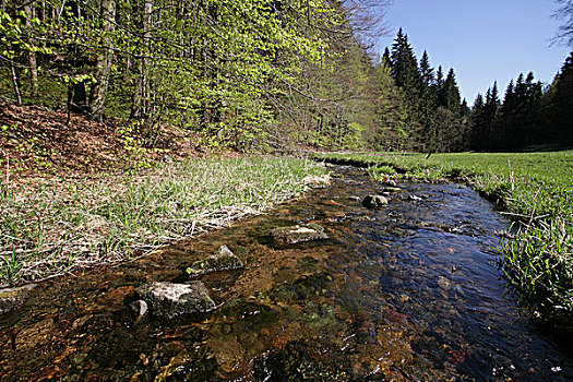 河,树林,生物保护区,图林根州,德国,欧洲
