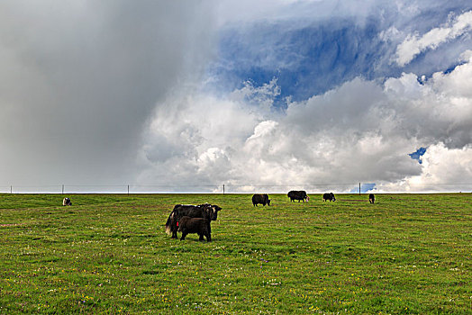 高原吃草的牦牛