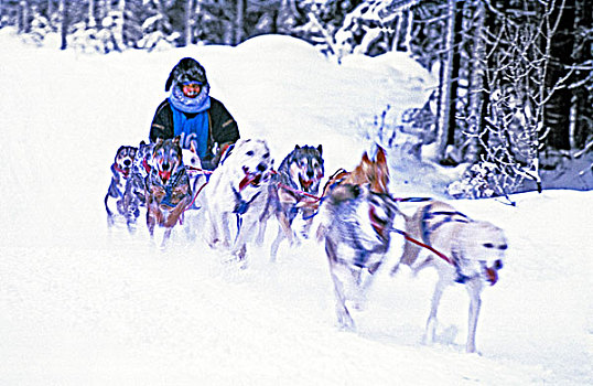 图像,雪橇狗,竞速,上坡,局部,积雪,赛道