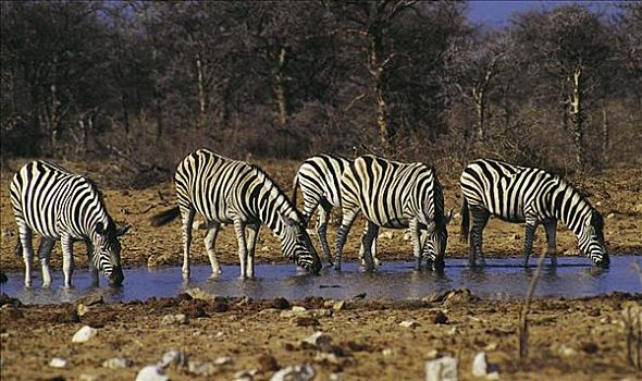 喝,斑马,哺乳动物,埃托沙国家公园,纳米比亚,非洲,动物