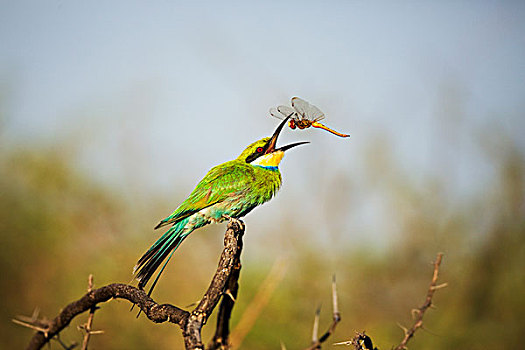 食蜂鸟,抓住,蜻蜓,卡拉哈迪大羚羊国家公园,南非