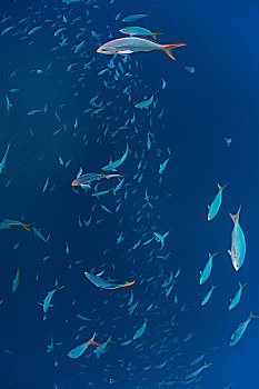 水下视角,鱼群,太平洋,科利马,墨西哥
