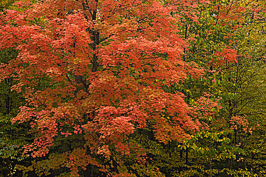 美国,密歇根,国家森林,活力,枫树,满,秋色