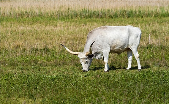 匈牙利,灰色,公牛