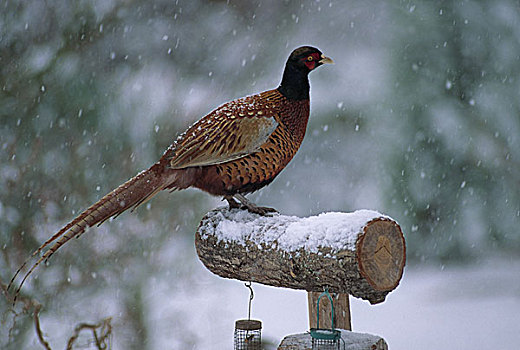 环颈雉,雉鸡,喂鸟器,暴风雪