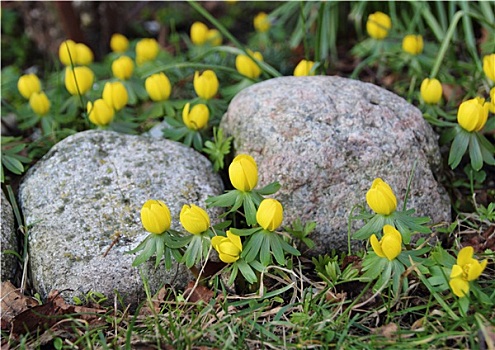 黄色,春花,花园,石头