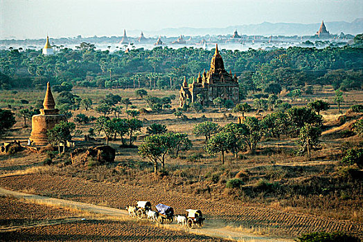 缅甸,蒲甘,村民,牛,手推车,泥路,庙宇,背景