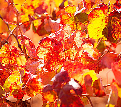 秋天,彩色,金色,红色,葡萄园,叶子,地中海,地点