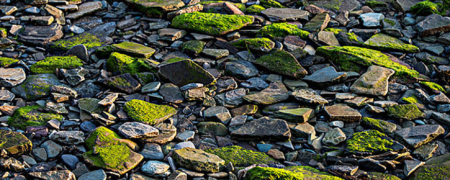 苔藓密布,石头,海滩,爱尔兰,科克郡,欧洲