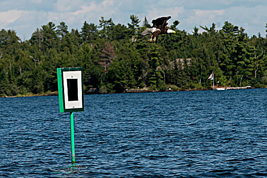 鹰,飞跃,湖,警告标识,木头,安大略省,加拿大