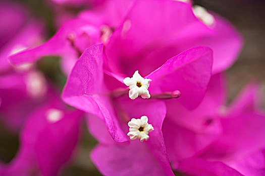 特写,紫色,叶子花属,植物园,瓦胡岛,夏威夷,美国