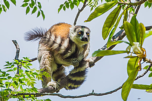 madagascar马达加斯加环尾狐猴子在树上