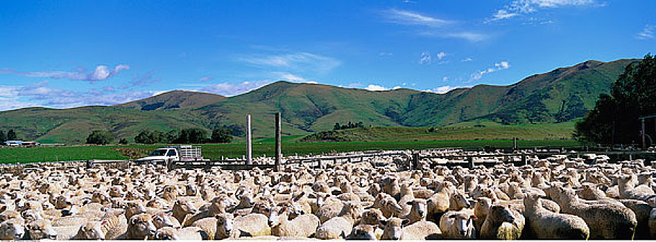 绵羊,坎特伯雷,新西兰