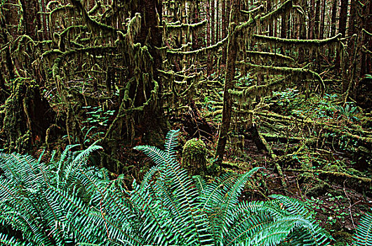夏洛特女王岛,云杉,剑蕨类植物,不列颠哥伦比亚省,加拿大