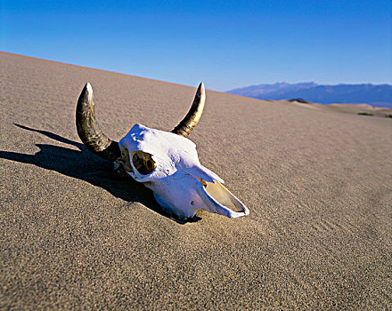 动物,头骨,荒芜,死亡谷国家公园,加利福尼亚,美国