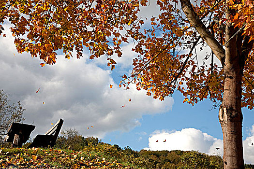 落叶树,落下,叶子,正面,阴天,莱茵兰普法尔茨州,德国,欧洲