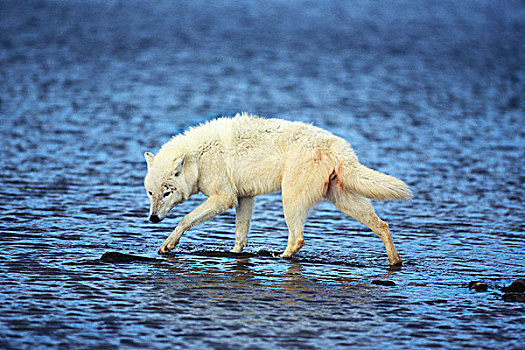 北极,狼,犬属,成年,河,阿拉斯加