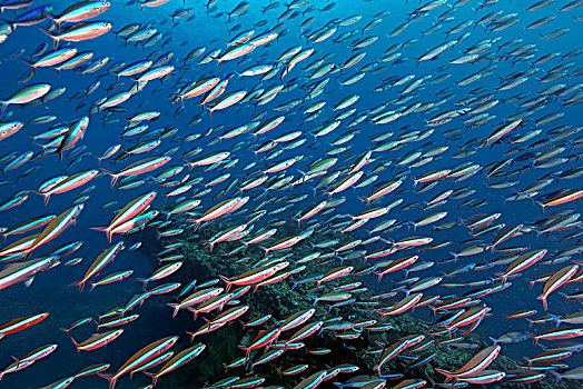 鱼,成群,霓虹,黑带鳞鳍梅鲷,印度洋,马尔代夫,亚洲