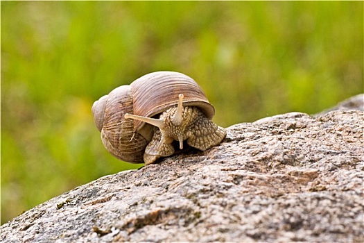 蜗牛,爬行,石头