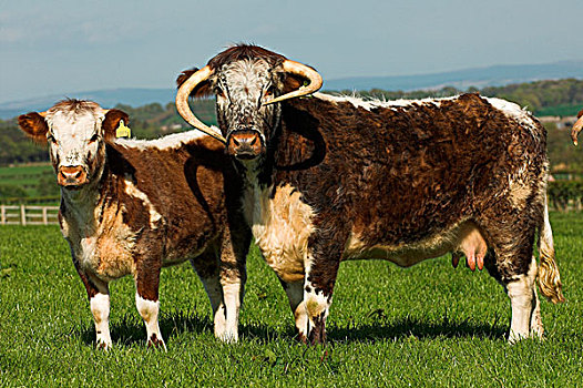 家牛,长角牛,母牛,幼兽,站立,草场,坎布里亚,英格兰,欧洲