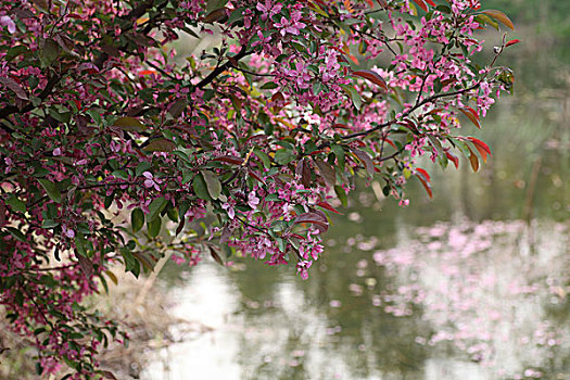 秦皇岛,戴河生态园,公园,湿地,环境,保护,原始,休闲,植物,水潭,湖泊,河流