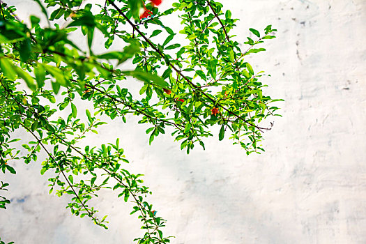 夏季开花结果的翠绿石榴树