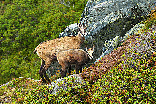岩羚羊,幼兽,伯恩高地,瑞士,欧洲