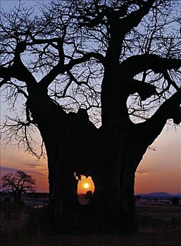 日出,洞,猴面包树,大象,国家公园,南坦桑尼亚,干燥,天气,吃,树皮,树,高矿物质,潮湿,满意