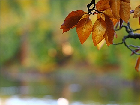 秋天,树,叶子,湖水