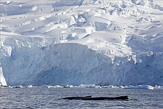 南极,南极半岛,港口,驼背鲸,大翅鲸属,鲸鱼,边缘,冰河,口鼻部,寻找,磷虾,小,鱼,向上,南方,极地,夏天