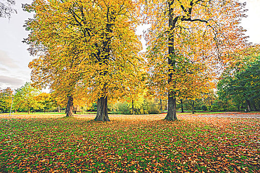 黄色,秋叶,彩色,秋天,树,公园,遮盖,地面,十月