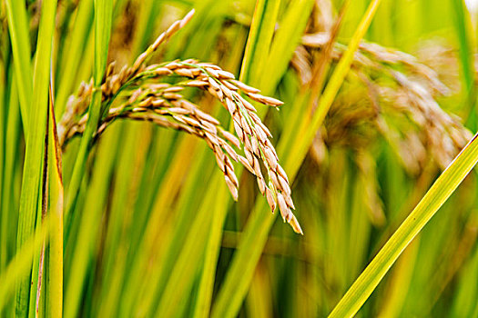 沉甸甸的稻穗稻谷