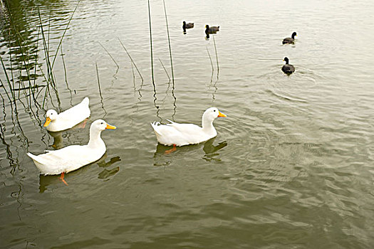 鸭子,游泳,水塘