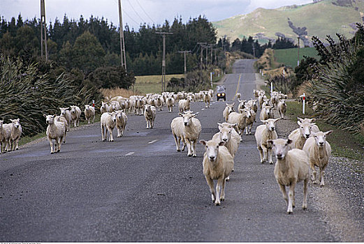 绵羊,跑,途中