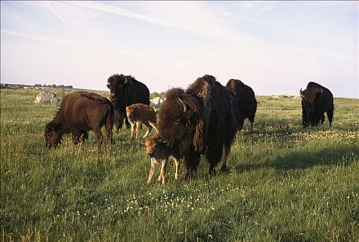 美洲野牛,野牛,牧群,两个,幼兽,草原,南达科他