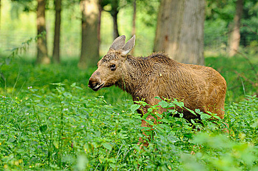年轻,麋鹿,野生园,黑森州,德国,欧洲