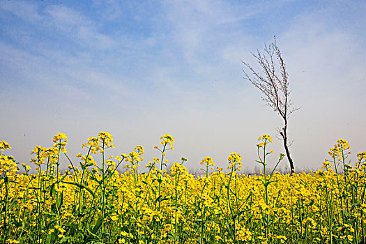 油菜花田