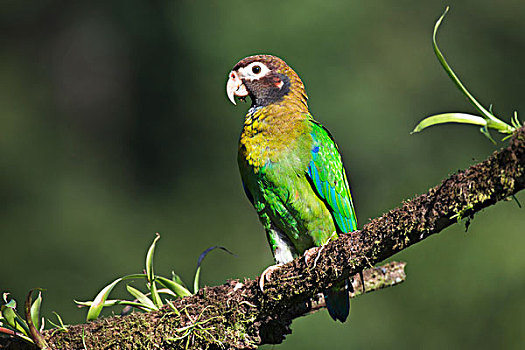 鹦鹉,栖息,树枝,雄性,省,哥斯达黎加,北美