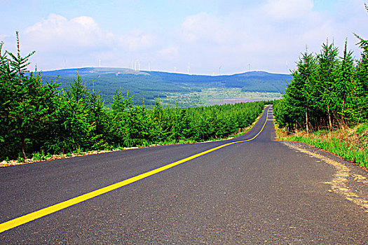 草原山柏油路松树林