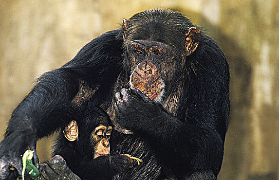 黑猩猩,类人猿,幼兽