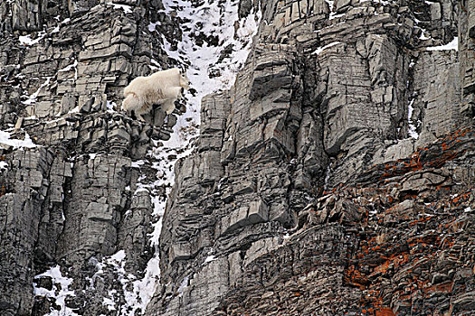石山羊,雪羊,攀登,冰川国家公园,蒙大拿