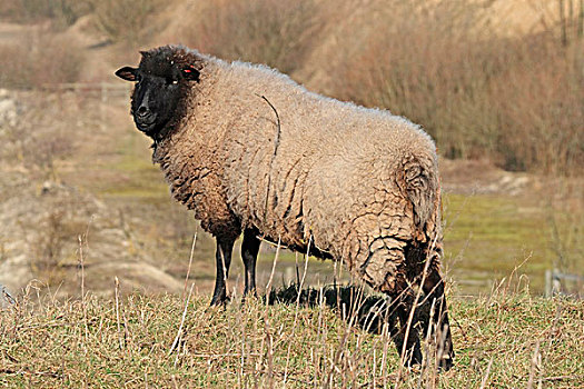 生活,绵羊,母羊,威尔士,英国,欧洲