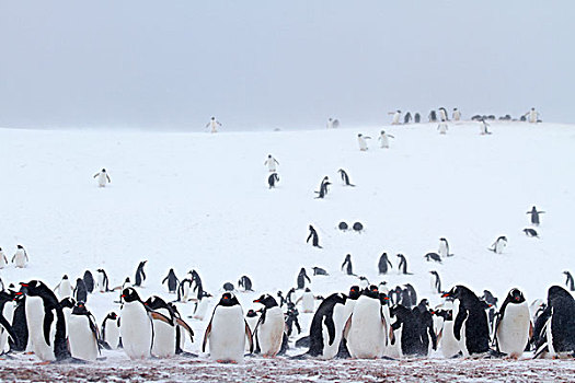 生物群,巴布亚企鹅,半月,岛屿,南极