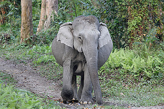 怀孕,亚洲象