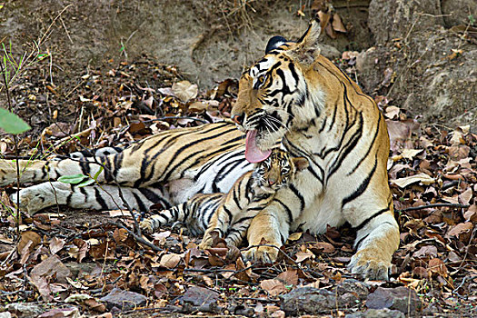 孟加拉虎,虎,母亲,打理,星期,老,幼兽,巢穴,班德哈维夫国家公园,印度
