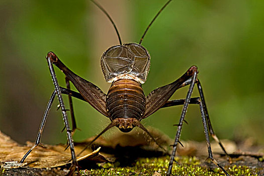 蟋蟀,西印度群岛,加勒比
